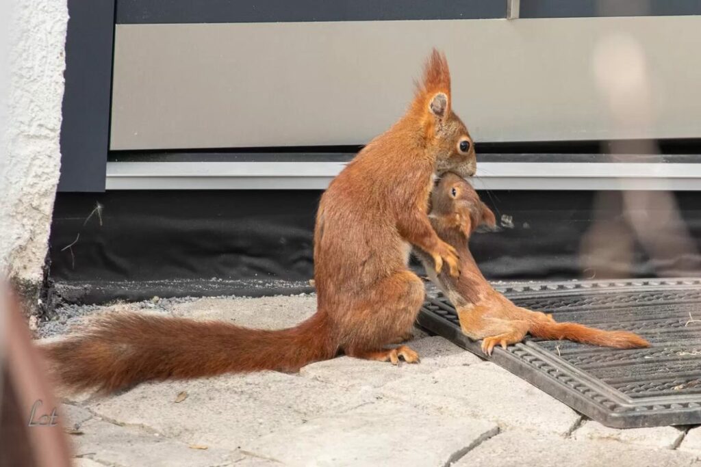 scoiattoli sul davanzale