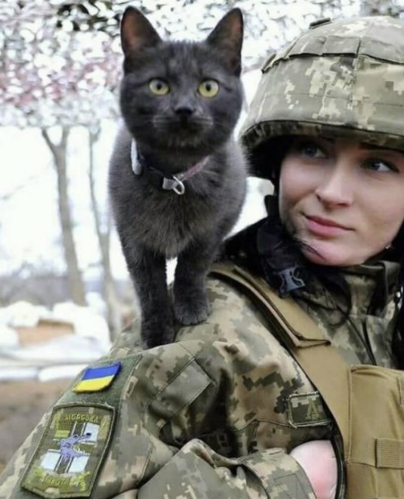 gatto e soldato