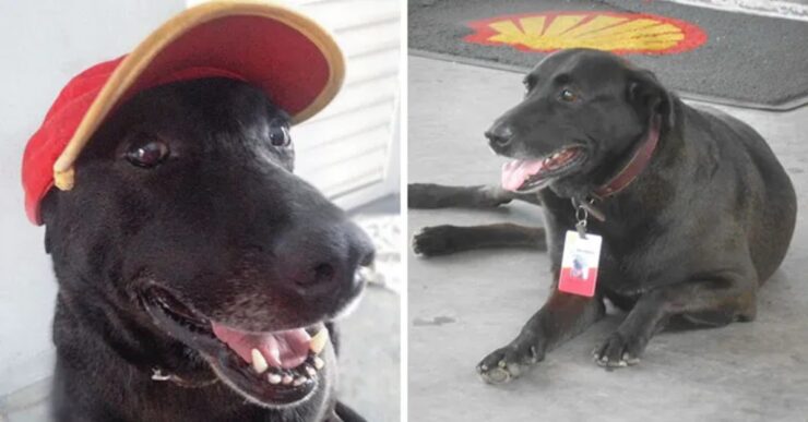 cane alla stazione di servizio