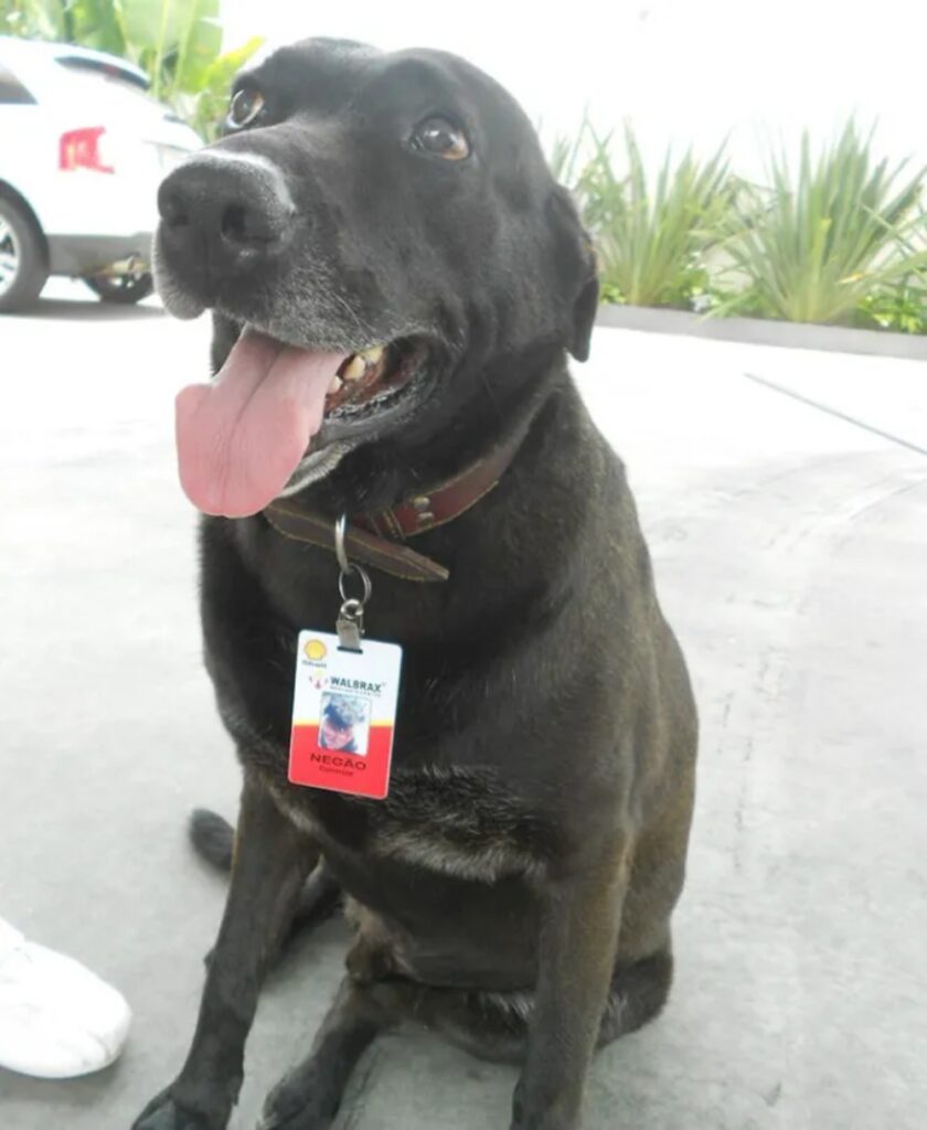 cane assunto alla stazione di servizio