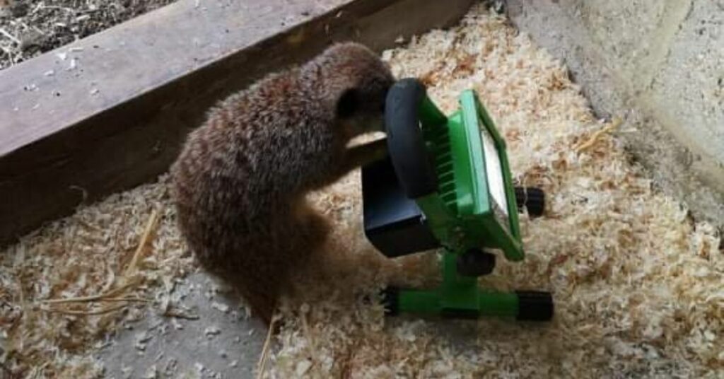 Simpatici suricati aiutano l'elettricista mentre lavora nel loro recinto