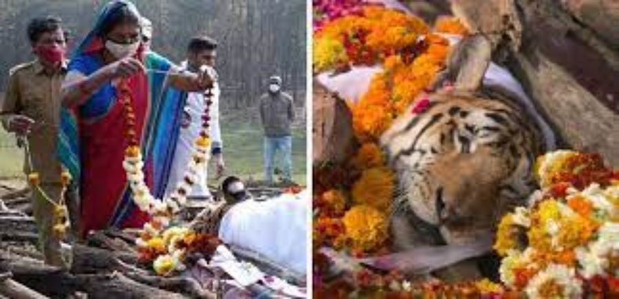 cerimonia tigre