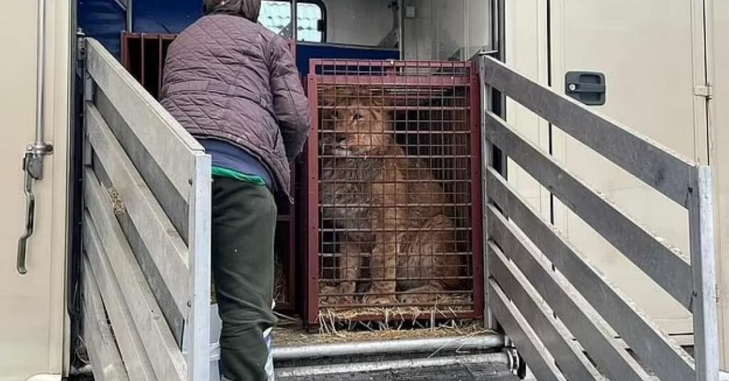 dall' Ucraina portano in salvo degli animali in uno zoo polacco