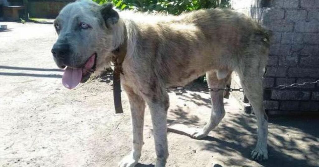 Una donna ritrova il cane che le era stato rubato 2 anni prima