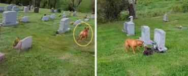 Il cane visita il cimitero e riesce a riconoscere la lapide della sua amata nonna