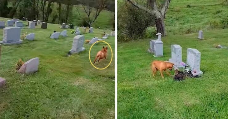 Il cane visita il cimitero e riesce a riconoscere la lapide della sua amata nonna