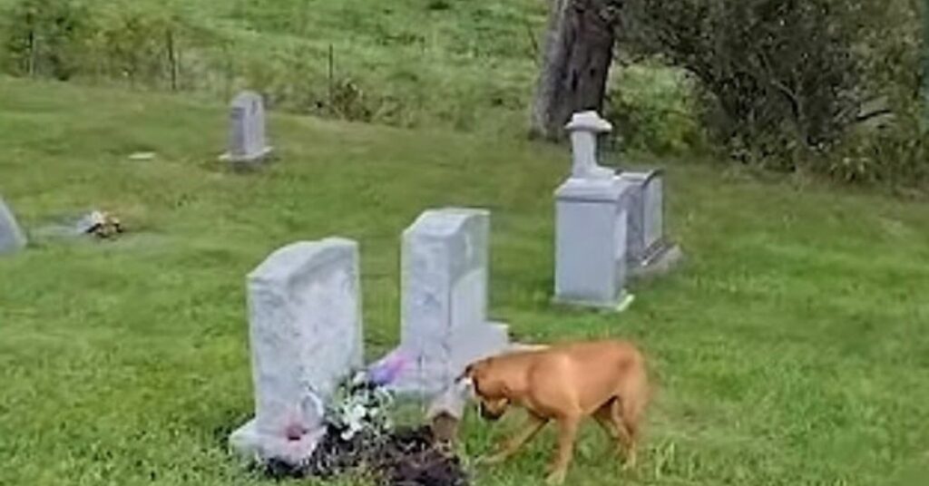 Il cane visita il cimitero e riesce a riconoscere la lapide della sua amata nonna