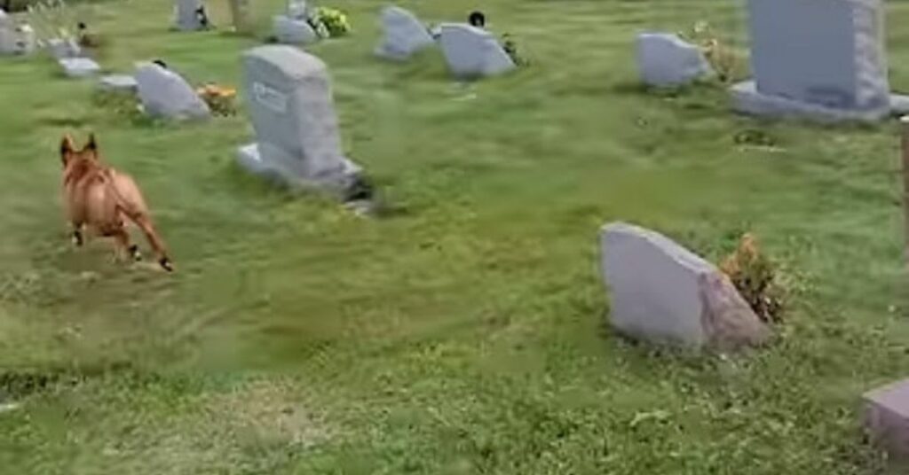 Il cane visita il cimitero e riesce a riconoscere la lapide della sua amata nonna