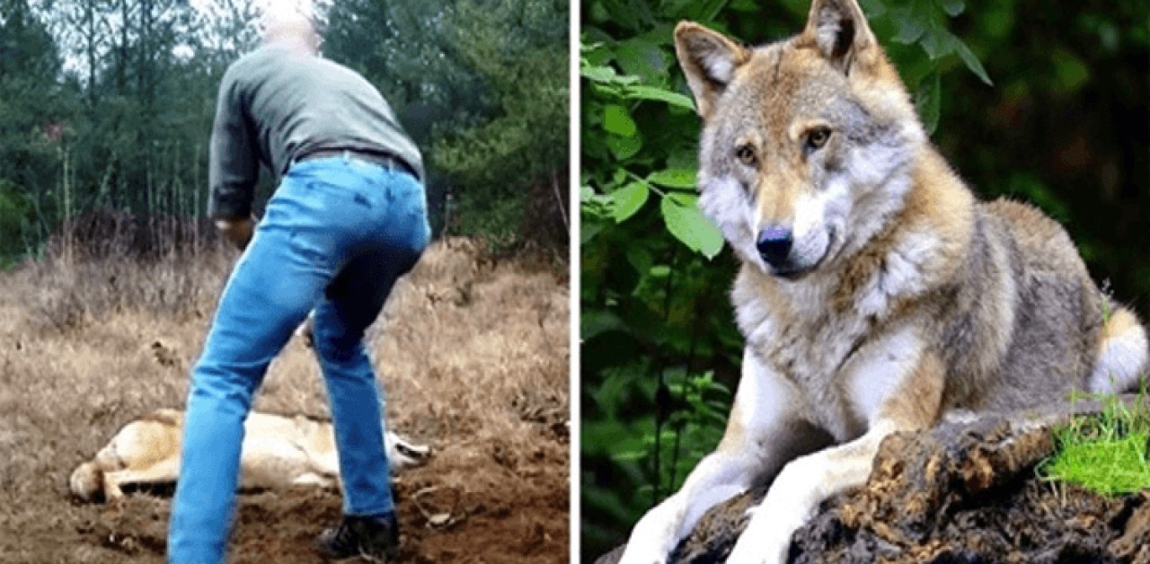 uomo salva la vita ad un lupo