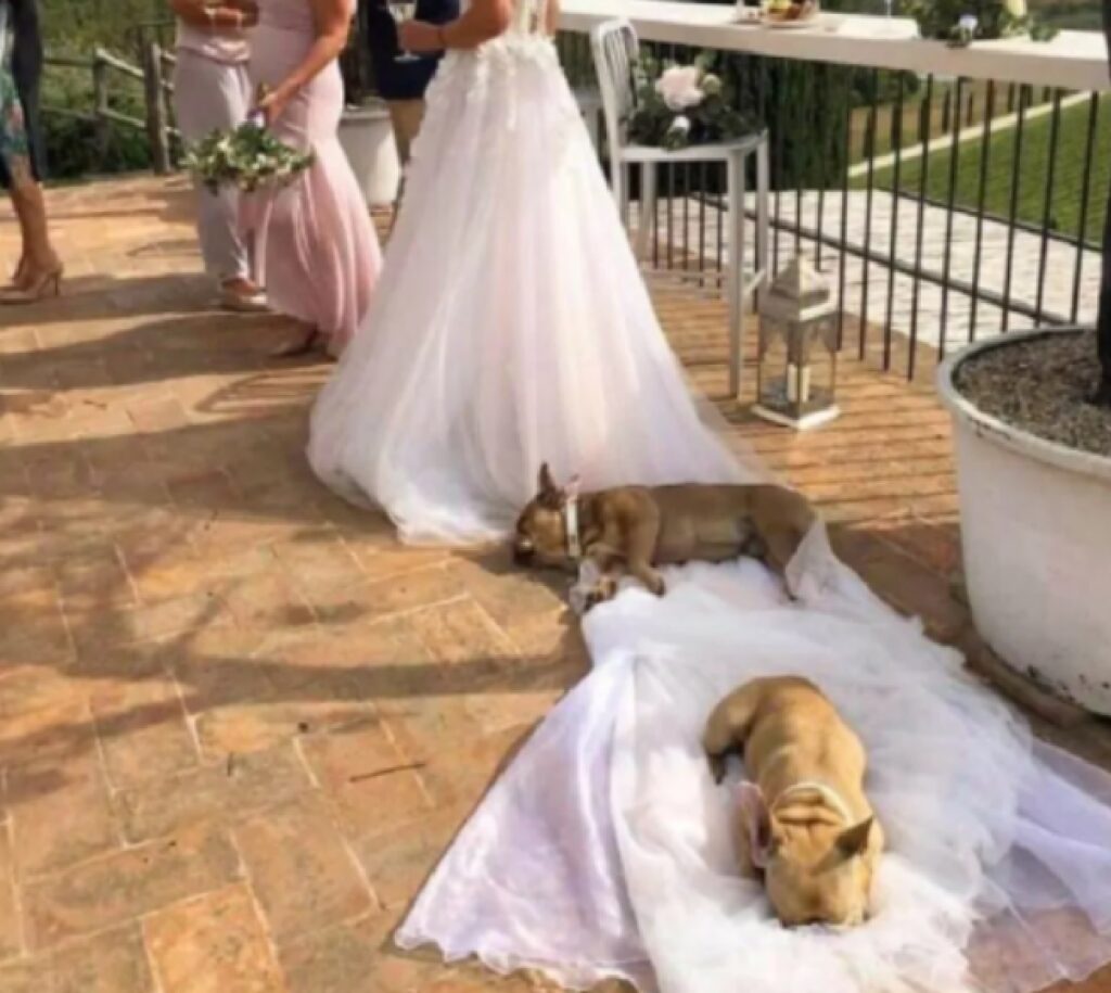 cani seduti su abito sposa 