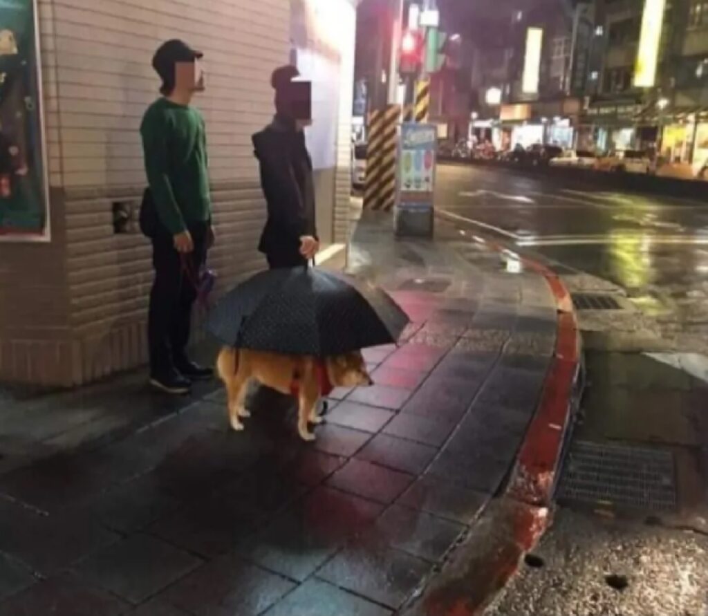 cane ombrello per la pioggia 