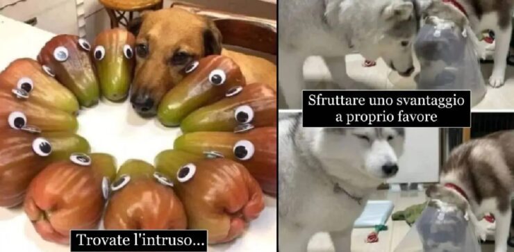 cani che vorrebbero essere normali