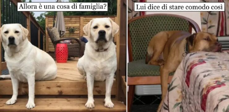 cani ai quali non hanno detto come sedersi