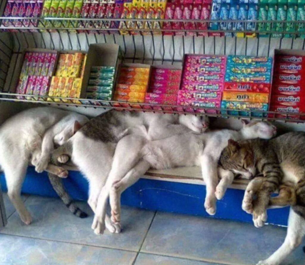 gatti riposano scaffale negozio 