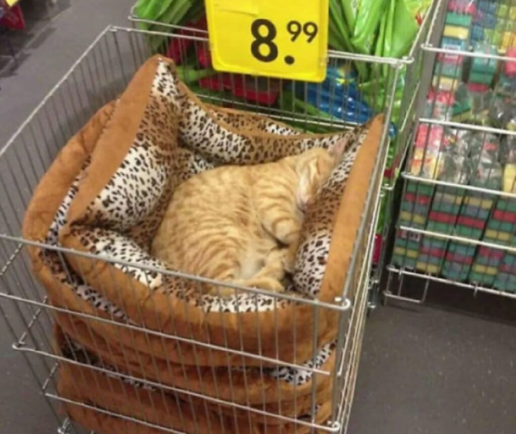 gatto cesta marroncina 