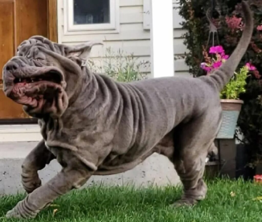 cane corre in giardino 