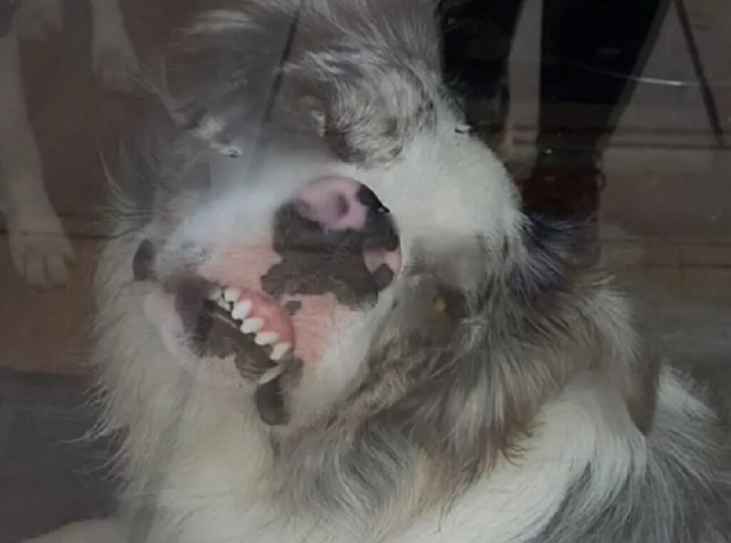 cane volto schiacciato sul vetro 