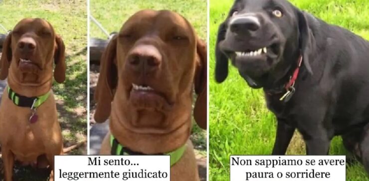 cani che danno vita a facce uniche