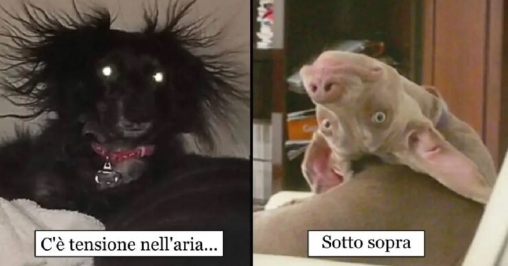 cani che sanno di essere particolari