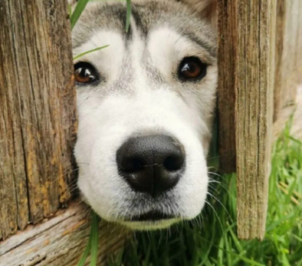 cane naso tra le staccionate 