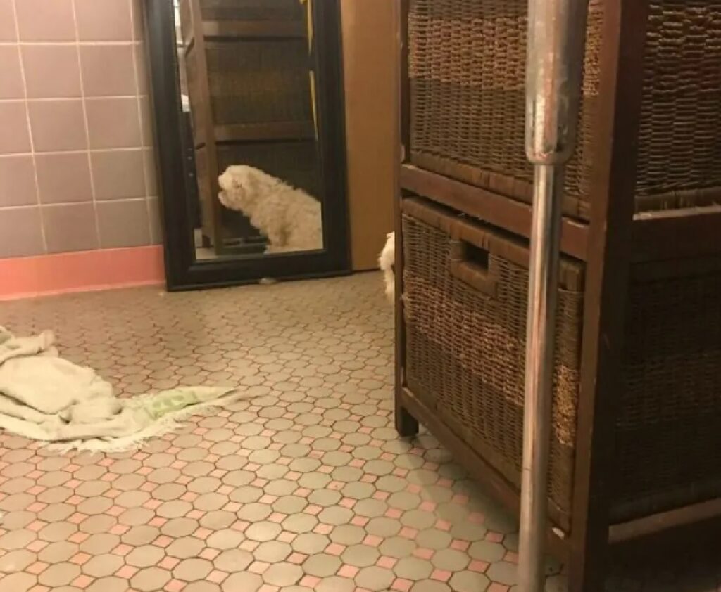 cane si nasconde dietro l'armadio 