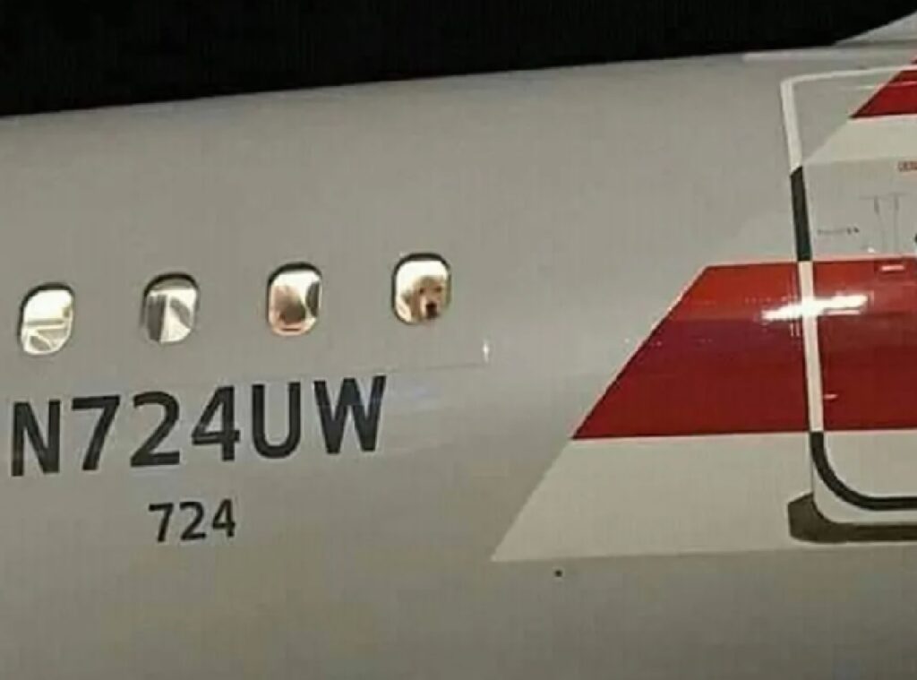 cani su un volo aereo 