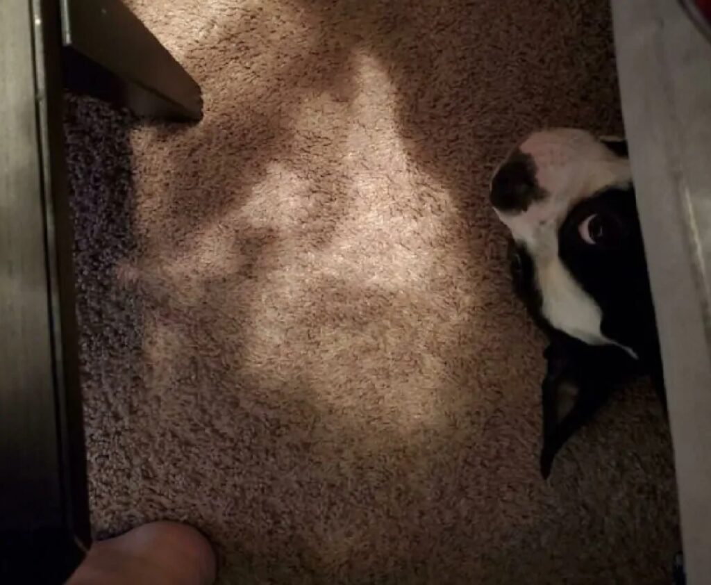 cane sbuca da sotto divano 