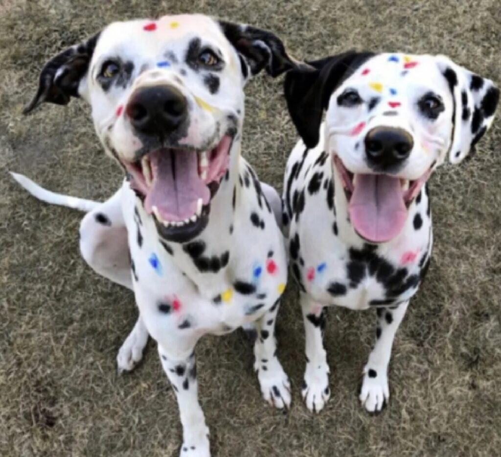 cani dalmata si somigliano 