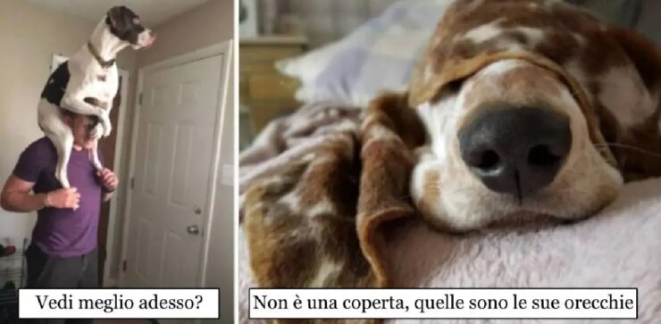 cani che hanno lo scopo di farci stare bene