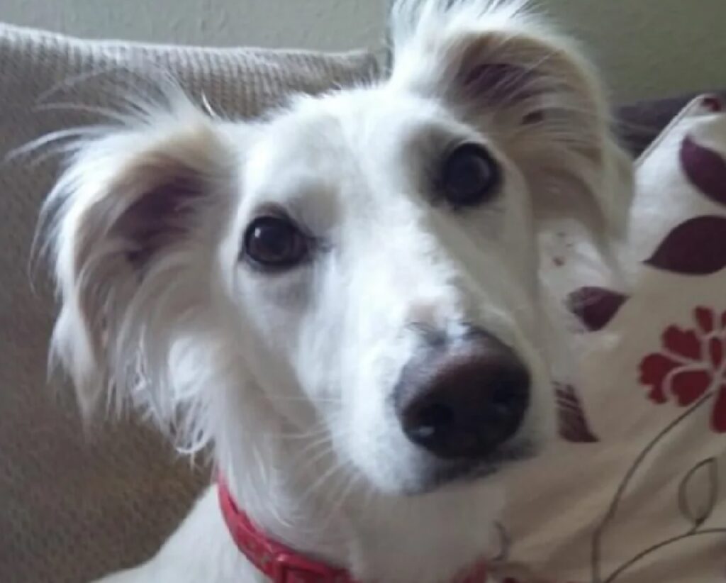 cane bianco orecchie con pelo 