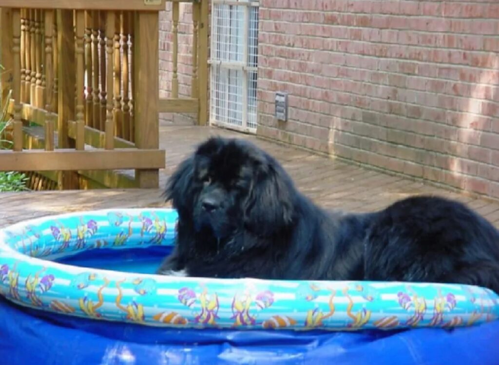cane dentro piscina azzurra 