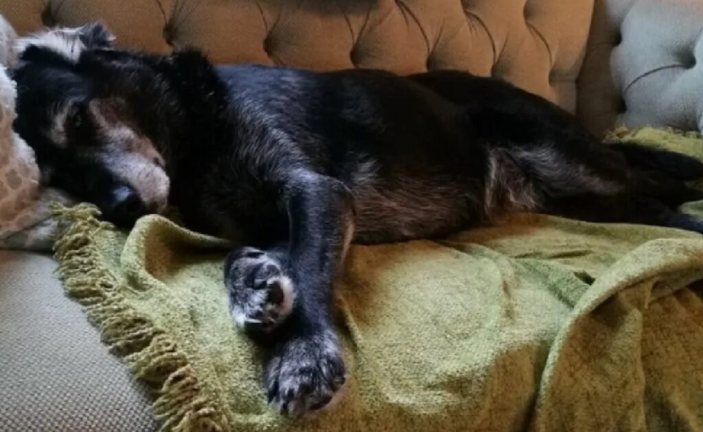 cane dorme sul divano 