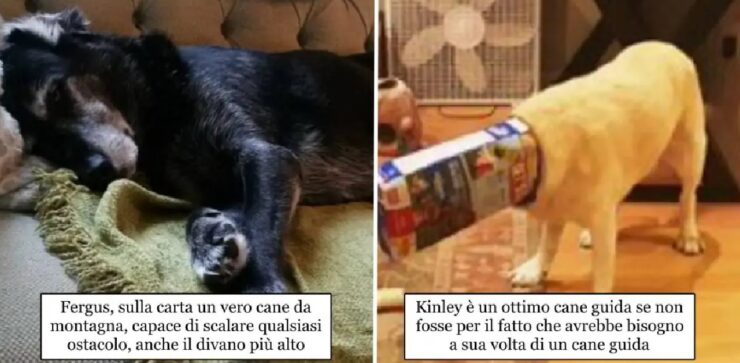 cani che hanno fallito l'obbiettivo