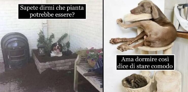 cani che non abbandonano abitudini