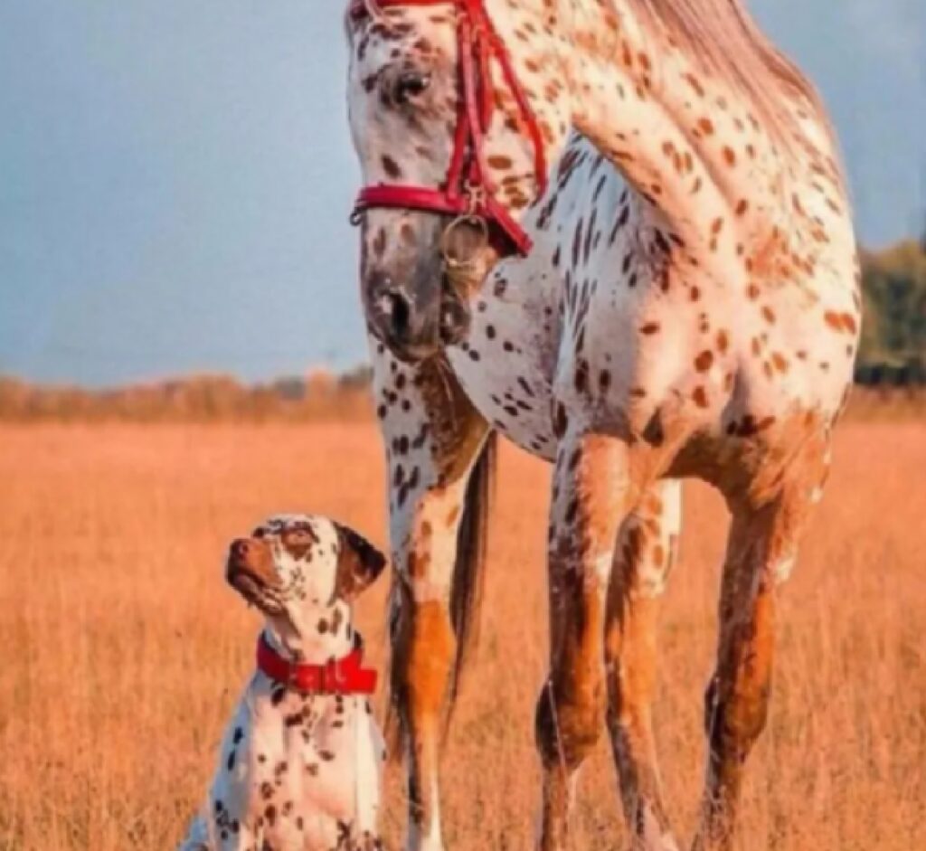 cane e cavallo sono rossi 