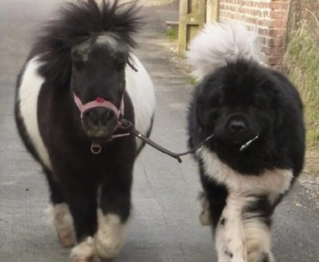 cagnolino porta a spasso pony 