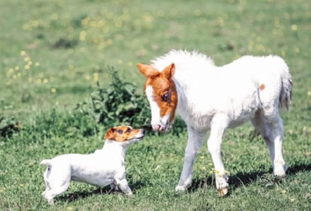 cane con piccolo cavallo 