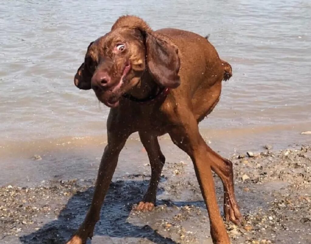 cane si scrolla acqua di dosso 