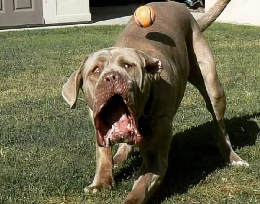 cane cerca di afferrare palla 