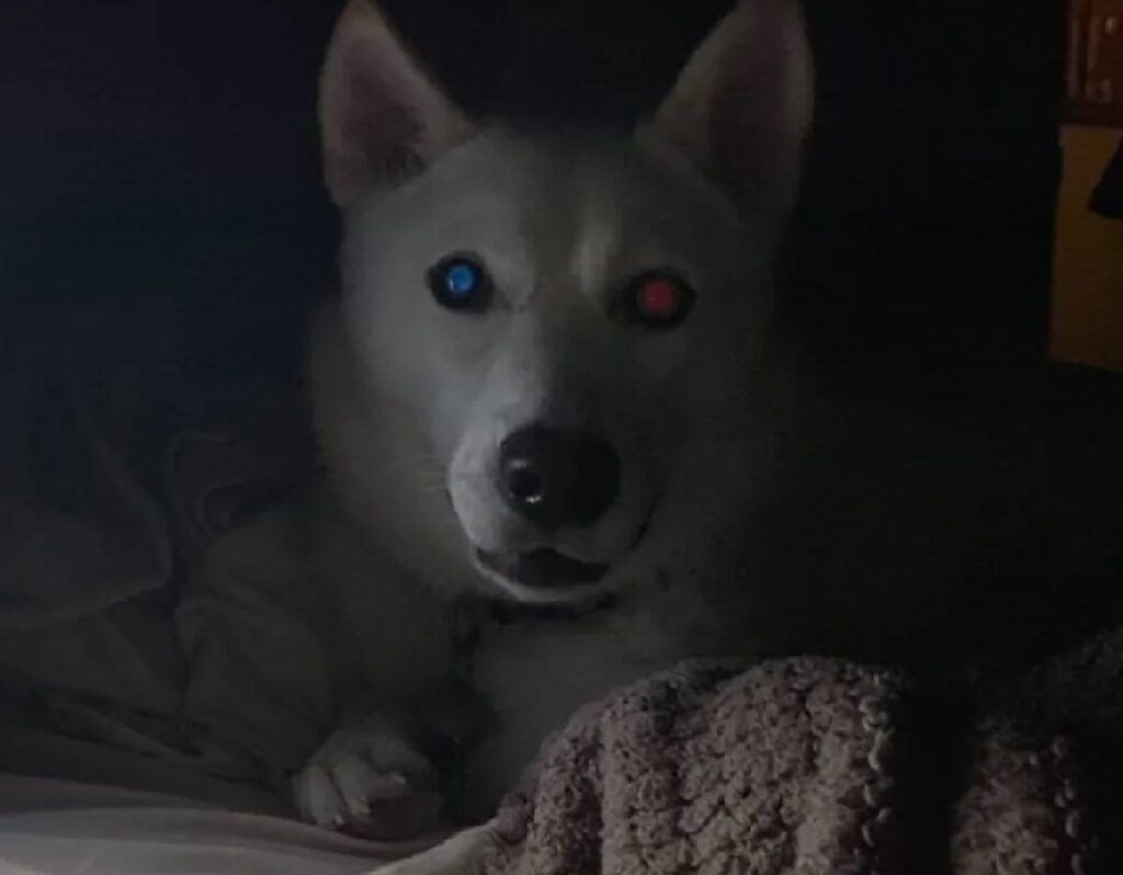 cane bianco occhi colori diversi 