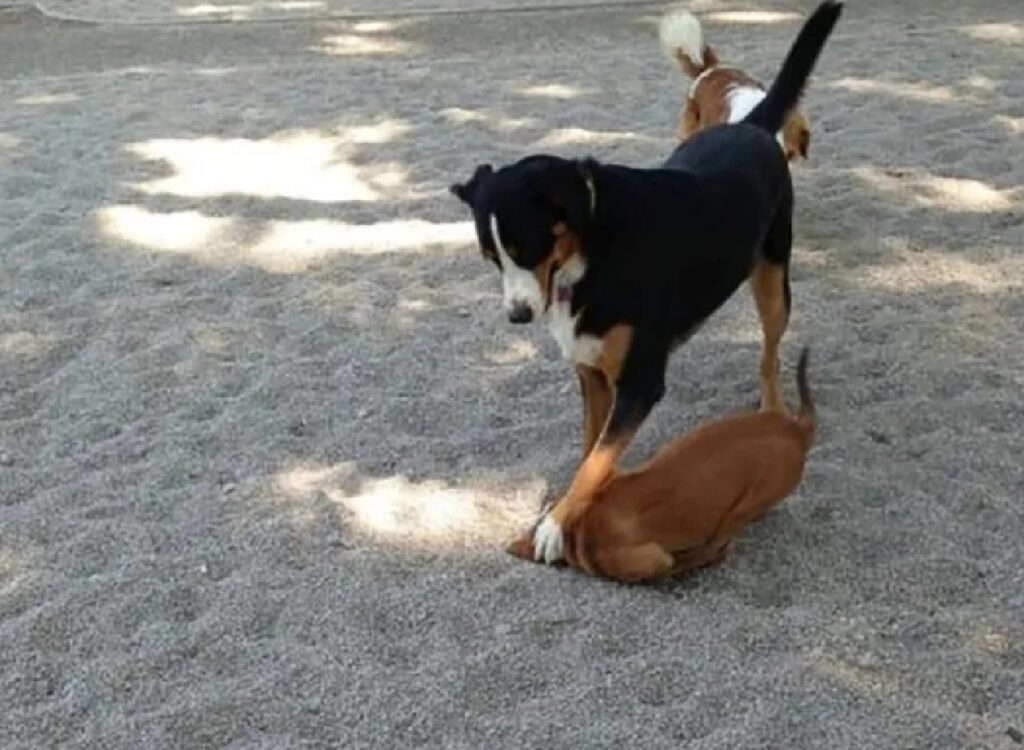 cane mette zampa su capo 