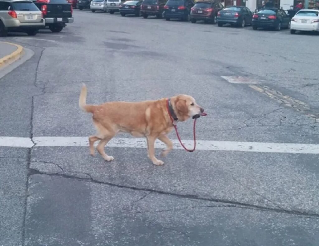 cane si porta a spasso da solo 