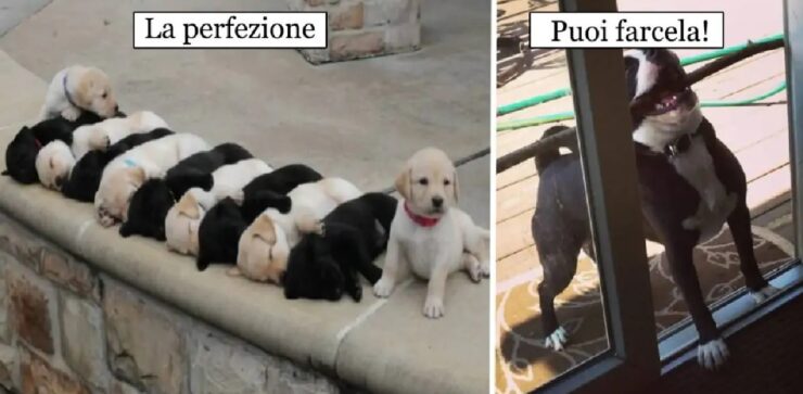 cani che non volevano fare quello che hanno fatto