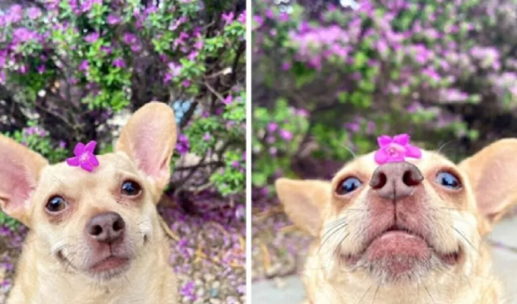 cagnolino gioca con fiore 