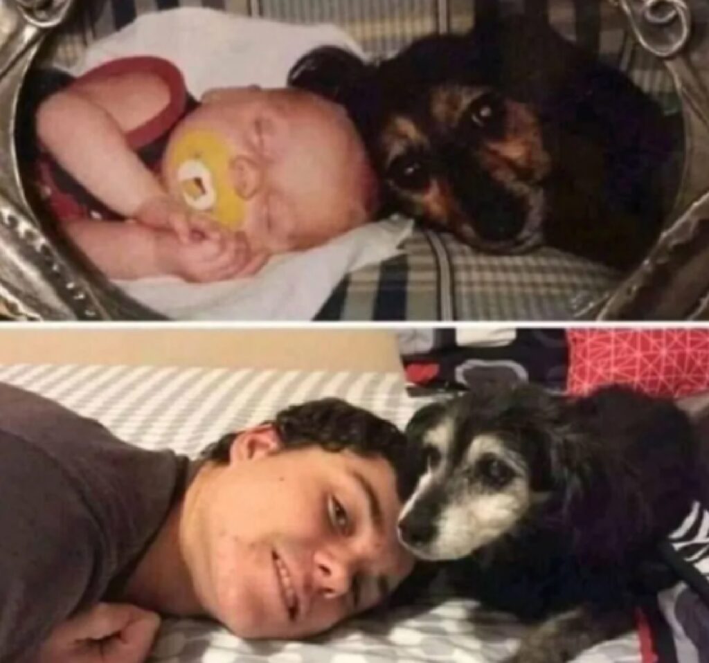 cane e ragazzo foto a distanza di tempo 