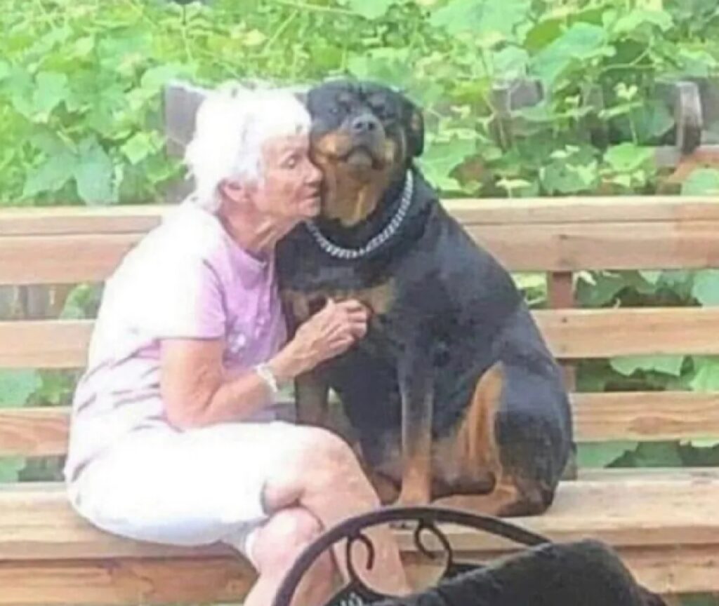 cane amato da signora 