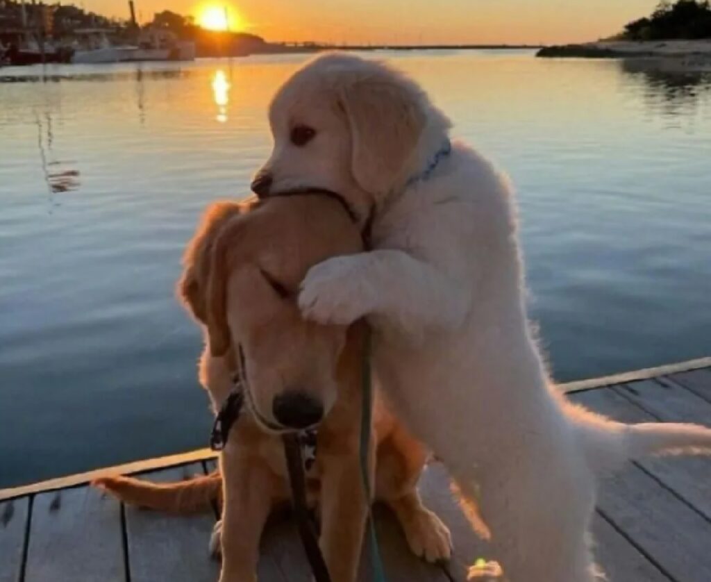 cane bacio su testa amico 