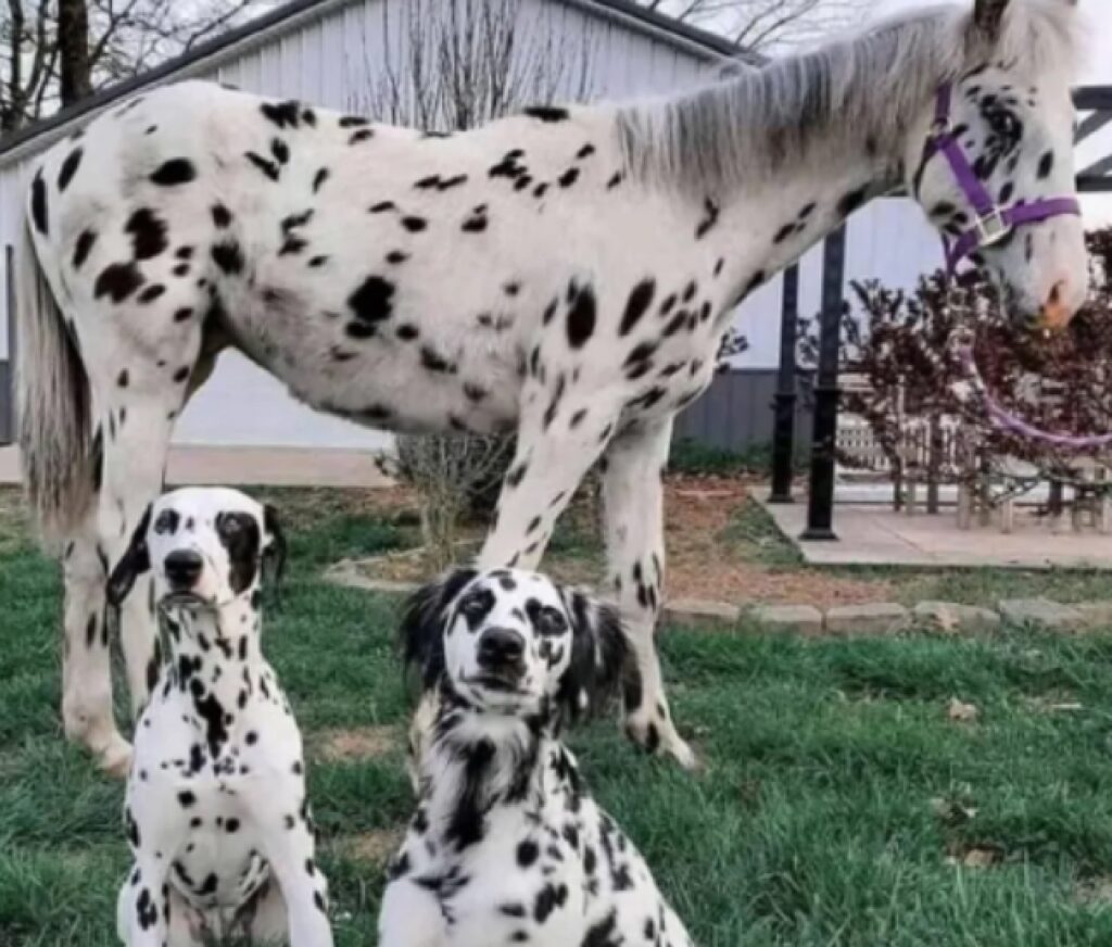cani dalmata assomigliano cavallo 