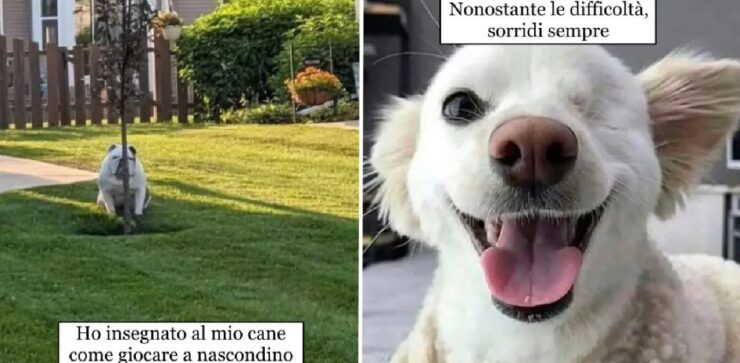 cani che rappresentano la purezza dell'animo