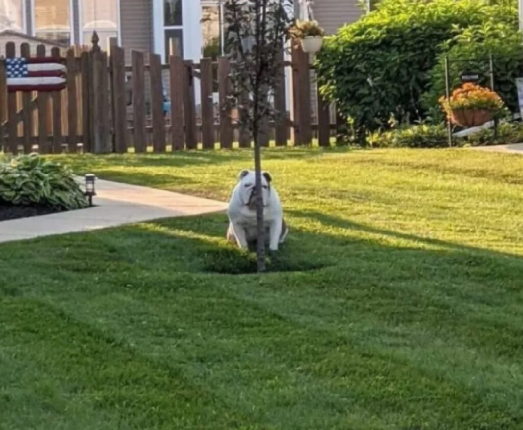 cane dietro pianta giardino 